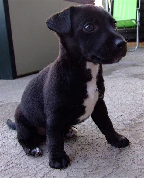 Patterjack .